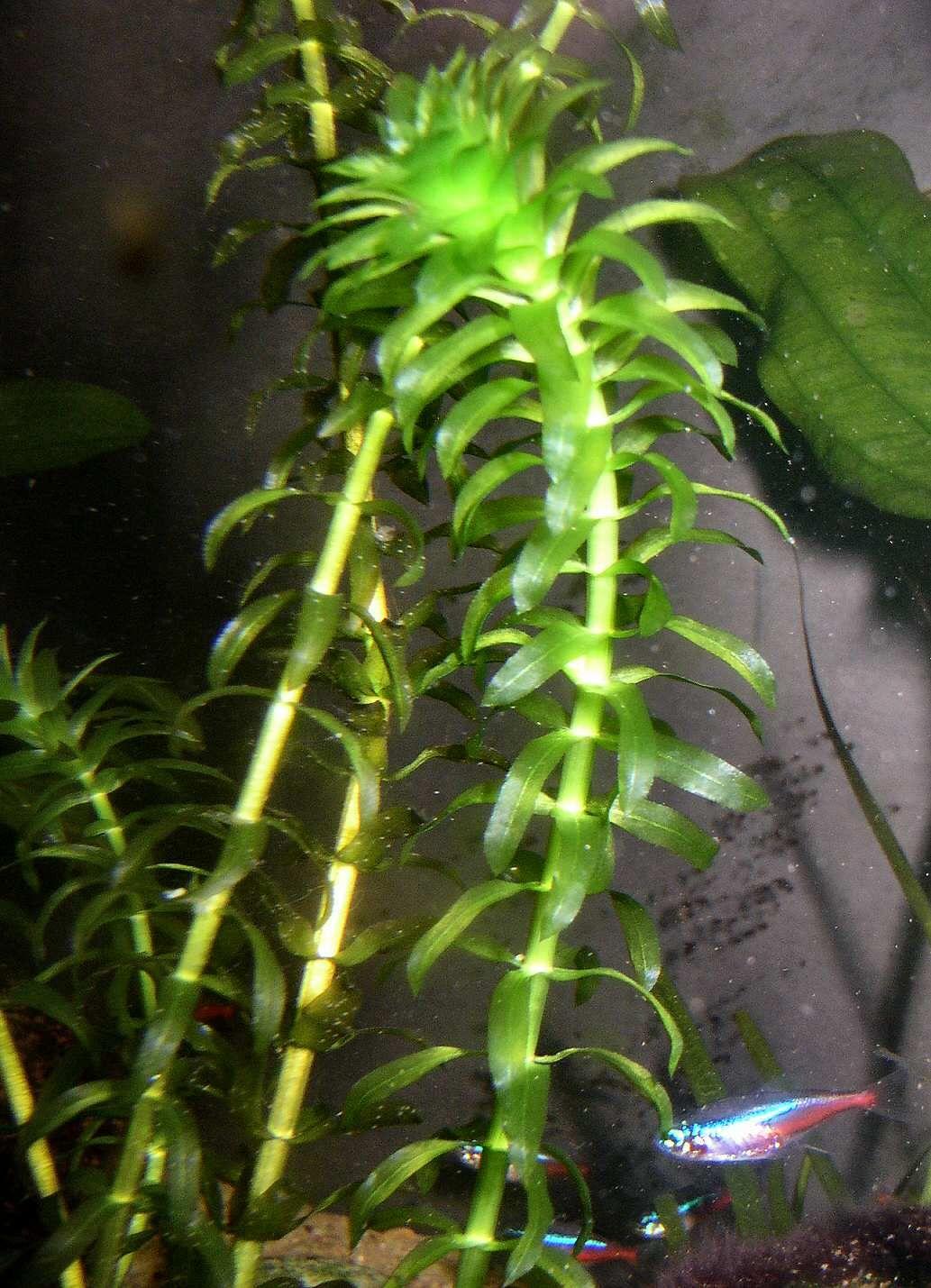 Dichtblättrige Wasserpest