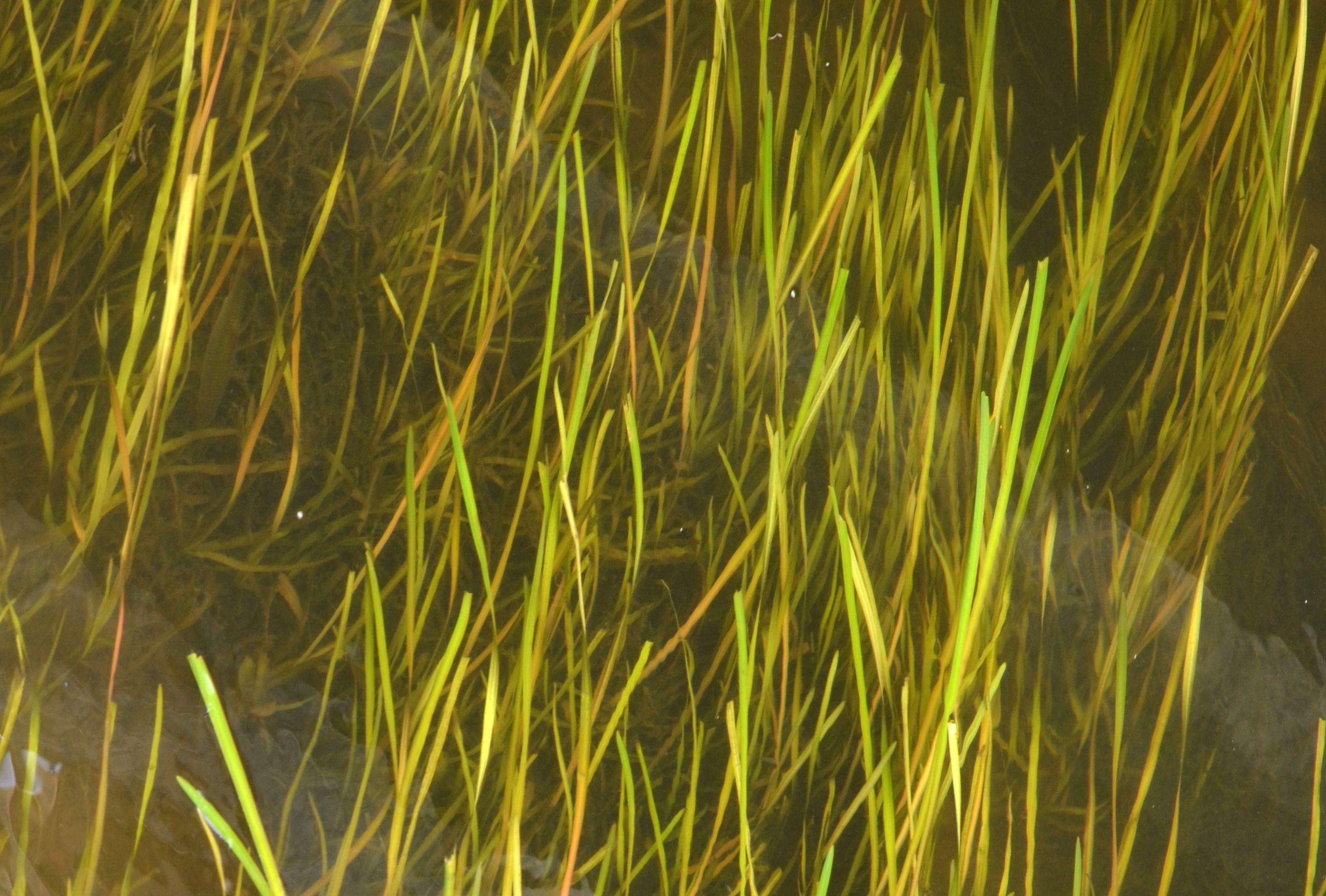 Wasserschraube