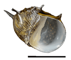 Geweihschnecke