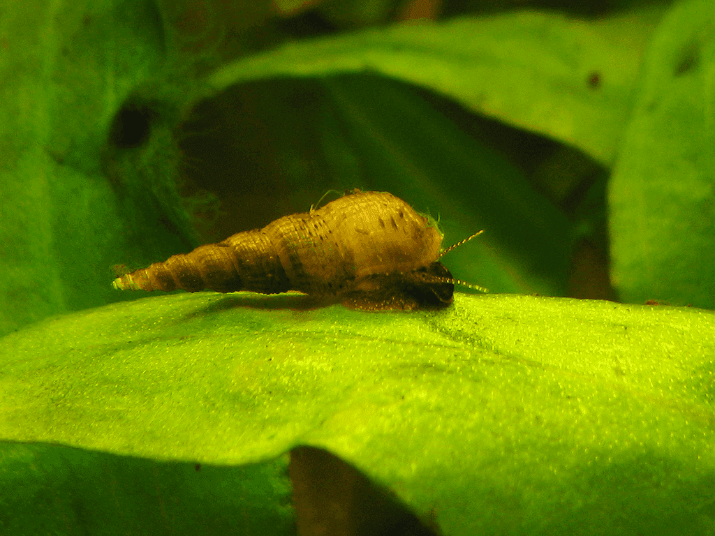 Nadel-Kronenschnecke