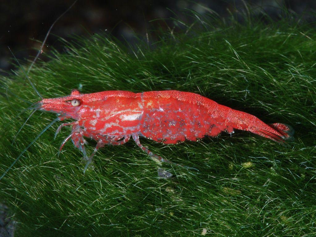 Red Cherry Garnele