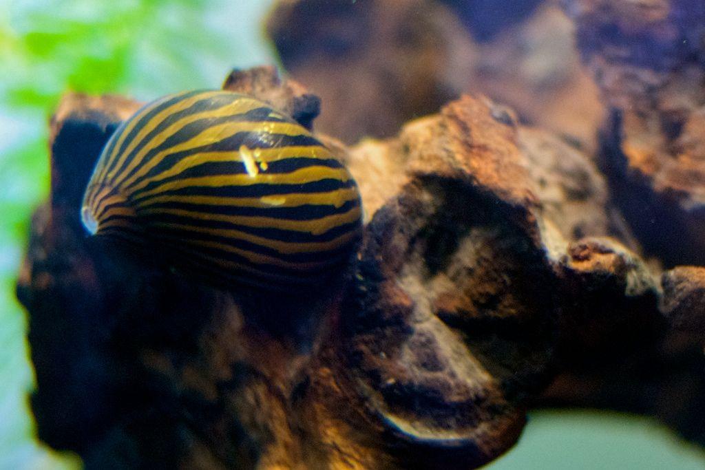 Rennschnecke