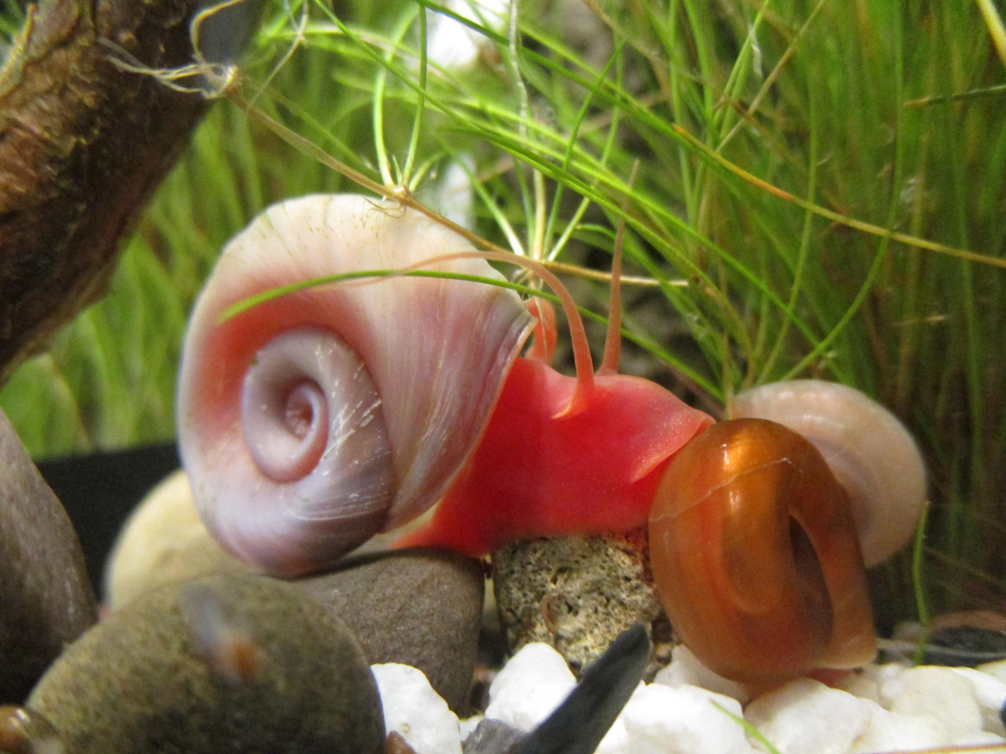 Abgeplattete Posthornschnecke